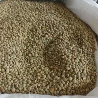 عدس دیم قوچان،پاک شده وزودجوش باکیفیت عالی