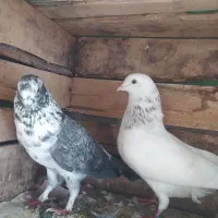 کبوتر غریبگیری|پرنده|سورک, |دیوار