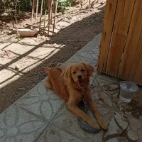 سگ اشپیترز