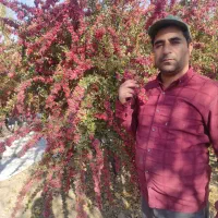 فروش نهال زرشک از تولید کننده نه دلال|خدمات باغبانی و درختکاری|سده (خراسان جنوبی), |دیوار