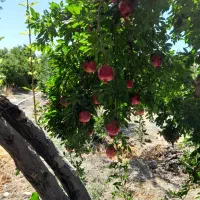 انار عروسک رباب|خوردنی و آشامیدنی|کوهنجان, |دیوار