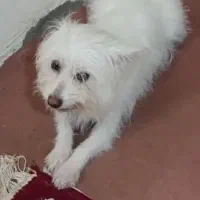 سگ پیدا شده