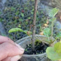 گل فوتونیا لیوانی ریشه دار|گل و گیاه طبیعی|واجارگاه, |دیوار