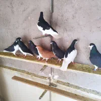 کبوتر خوش رنگ|پرنده|قزوین, |دیوار