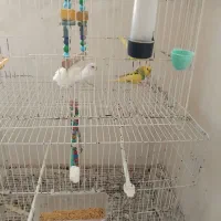 یک جفت مرغ عشق سرحال ماده دستی|پرنده|قوچان, |دیوار