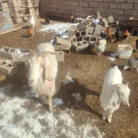 بزوبزغاله|حیوانات مزرعه|سبزوار, قصبه شرقی|دیوار