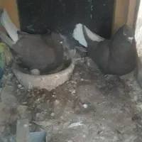 کبوتر دم سفید