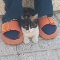 گربه گمشده|گربه|تربت جام, فاز ۱ فرهنگیان|دیوار