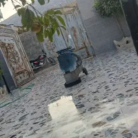 کاشی ساب. سنگ . بتن. سرامیک|خدمات نظافت|شیراز, گل سرخ|دیوار