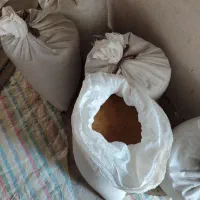 فروش بذر  یونجه محلی کیلو ۱۱۰۰|خدمات باغبانی و درختکاری|بندرعباس, |دیوار