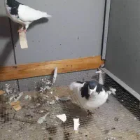 چپ سیاه وشستی به همراه یک جفت هفترنگ کاکلی|پرنده|قزوین, |دیوار