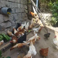 مرغ و خروس لوهمن