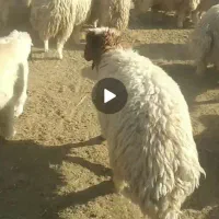 چند راس بره  بزرگ