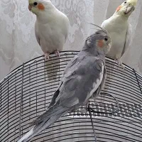 عرووس هلندی|پرنده|گلبهار, شهر جدید گلبهار|دیوار