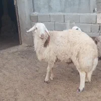 بره قوچ پلنگی