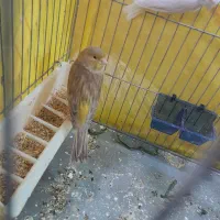 قناری ماده آماده