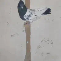 کبوتر کله سیاه|پرنده|مرودشت, ژیان|دیوار