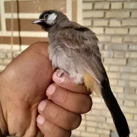 قناری نر 3 ماهه دستی