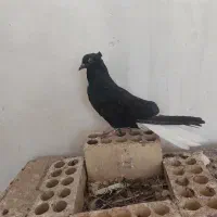 دم سفید اشعل