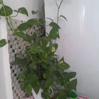 پتوس|گل و گیاه طبیعی|قوچان, |دیوار