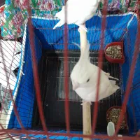 عروس هلندی آلبینو