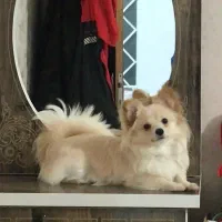 سگ پامرانین