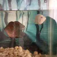 ماهی فلاور نر و ماده|ماهی|قزوین, |دیوار