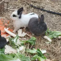 واگذاری گله خرگوش. بهترین راه کسب درآمد