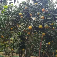 پرتغال عمده