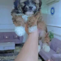 فروش فوری و زیر قیمت