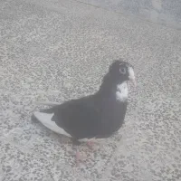 کفتر پلنگ|پرنده|کرمان, |دیوار