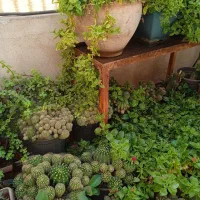 انواع گل مناسب آپارتمان وتراس وحیاط|گل و گیاه طبیعی|پاکدشت, پاکدشت (مامازند)|دیوار