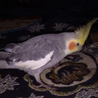 طوطی عروس هلندی نر