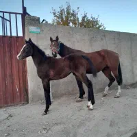 مادیان و کره