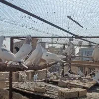 کفتر تهرانی پرشی(پنجاه عدد یکجا)|پرنده|قرچک, مهدیه|دیوار