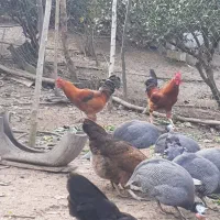 خروس محلی و گلین