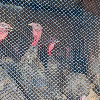 فروش بوقلمون نر|حیوانات مزرعه|اردبیل, |دیوار