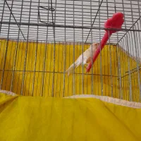 فروش قناری نر و ماده