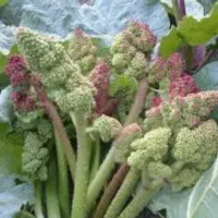 ریواس کوهی عمده