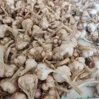 سیر|خوردنی و آشامیدنی|بجنورد, |دیوار