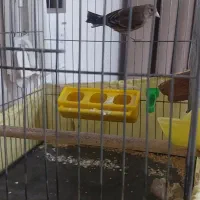 سهره قناری نر|پرنده|مشکین‌دشت, |دیوار