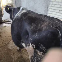 گاو سمینتال با گوساله نر