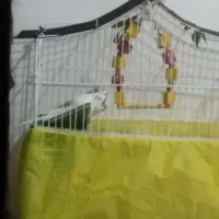 دوعدد مرغ عشق