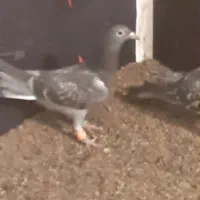 دوعدد کبوتر کفترالمانی مسافتی|پرنده|تربت‌حیدریه, بالا ولایت|دیوار