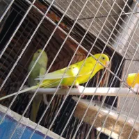 مرغ عشق|پرنده|تایباد, |دیوار