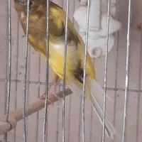 یک عدد قناری نر رسمی ابلق جوجه امسال