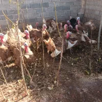 بوقلمون گوشتی ارگانیک