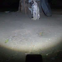 کانکال (میکسد)|سگ|مرند, |دیوار