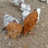 ویاندوت معاوضه|حیوانات مزرعه|اصفهان, سرشبادران|دیوار