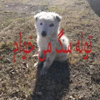 واگذاری توله سگ بومی